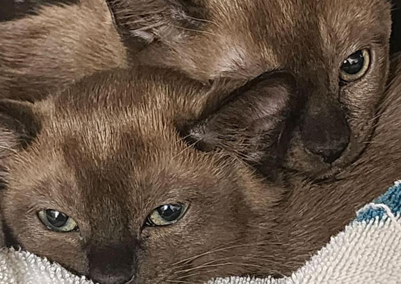 Riverside Animal Hospital Riverside veterinary hospital